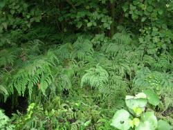 Adiantum formosum. Plants growing terrestrially under forest.
 Image: L.R. Perrie © Te Papa CC BY-NC 3.0 NZ